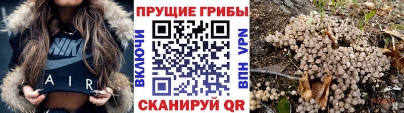 Купить  Южноуральск  Галлюциногенные грибы Psilocybe 